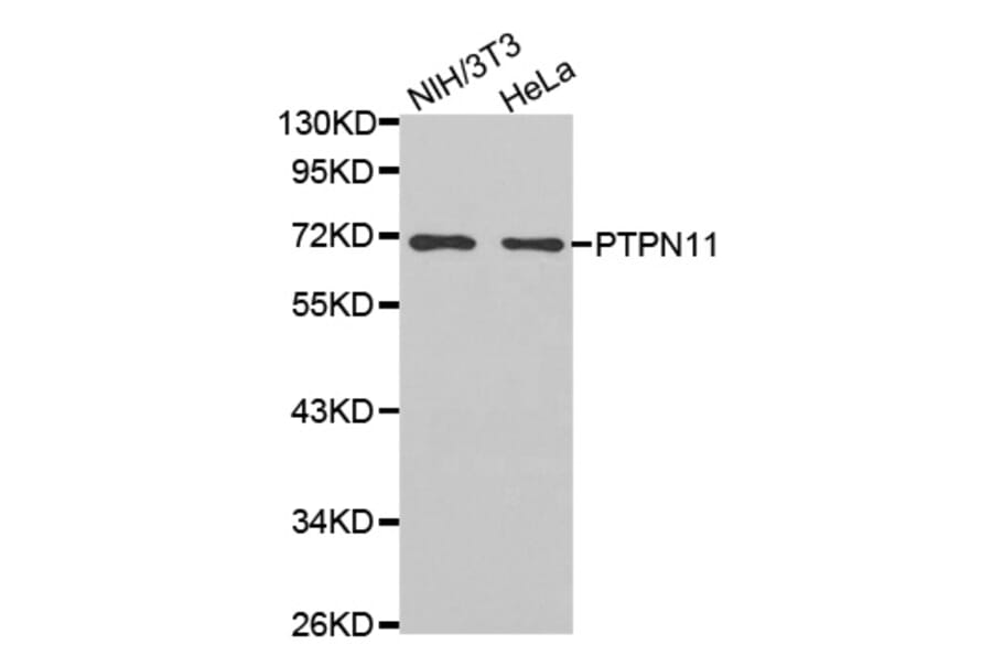 Anti-SHP-2 Antibody from Bioworld Technology (BS7221) - Antibodies.com