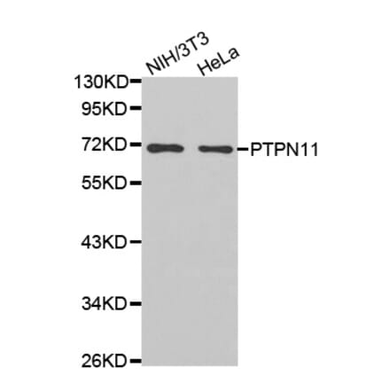 Anti-SHP-2 Antibody from Bioworld Technology (BS7221) - Antibodies.com