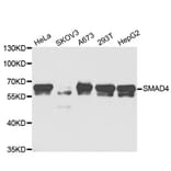 Anti-Smad4 Antibody from Bioworld Technology (BS7225) - Antibodies.com