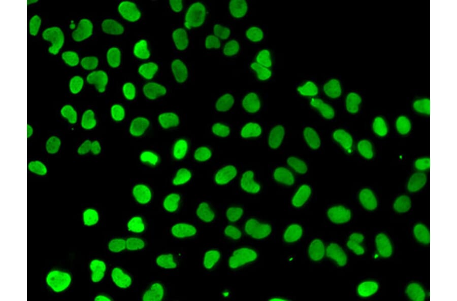 Anti-DNMT3L (ChIP Grade) Antibody from Bioworld Technology (BS7226) - Antibodies.com