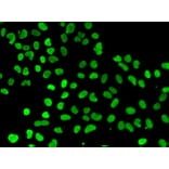 Anti-DNMT3L (ChIP Grade) Antibody from Bioworld Technology (BS7226) - Antibodies.com