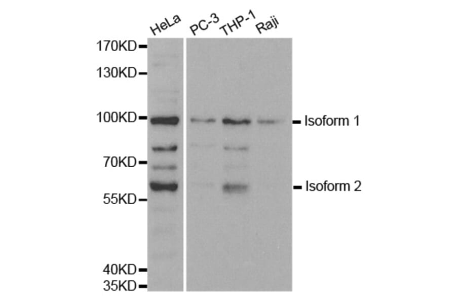Anti-UHRF2 Antibody from Bioworld Technology (BS7228) - Antibodies.com