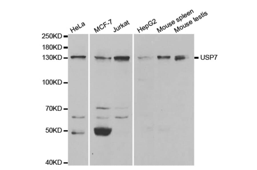 Anti-USP7 Antibody from Bioworld Technology (BS7229) - Antibodies.com