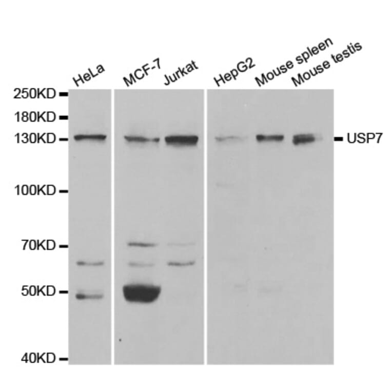 Anti-USP7 Antibody from Bioworld Technology (BS7229) - Antibodies.com
