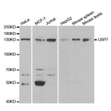 Anti-USP7 Antibody from Bioworld Technology (BS7229) - Antibodies.com