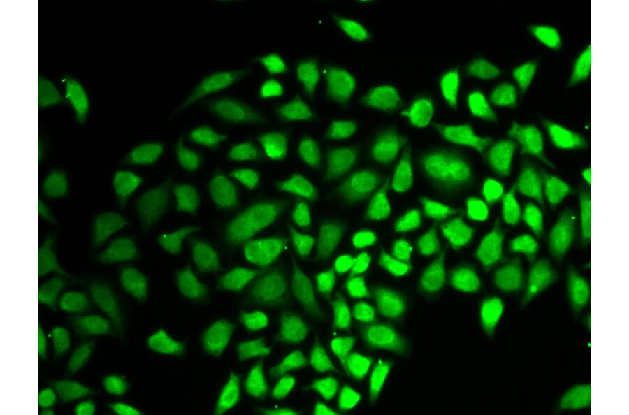 Anti-USP7 Antibody from Bioworld Technology (BS7229) - Antibodies.com