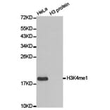 Anti-Histone H3 (Mono-Methyl K4) Antibody from Bioworld Technology (BS7230) - Antibodies.com
