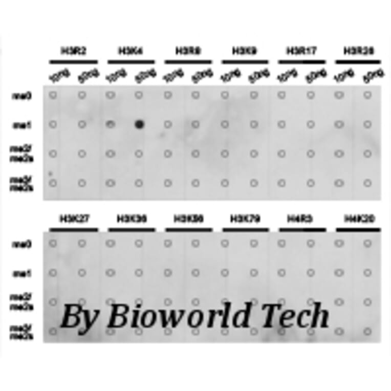 Anti-Histone H3 (Mono-Methyl K4) Antibody from Bioworld Technology (BS7230) - Antibodies.com