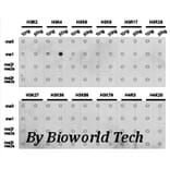 Anti-Histone H3 (Mono-Methyl K4) Antibody from Bioworld Technology (BS7230) - Antibodies.com
