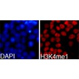 Anti-Histone H3 (Mono-Methyl K4) Antibody from Bioworld Technology (BS7230) - Antibodies.com