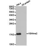 Anti-Histone H3 (Di-Methyl K4) Antibody from Bioworld Technology (BS7231) - Antibodies.com