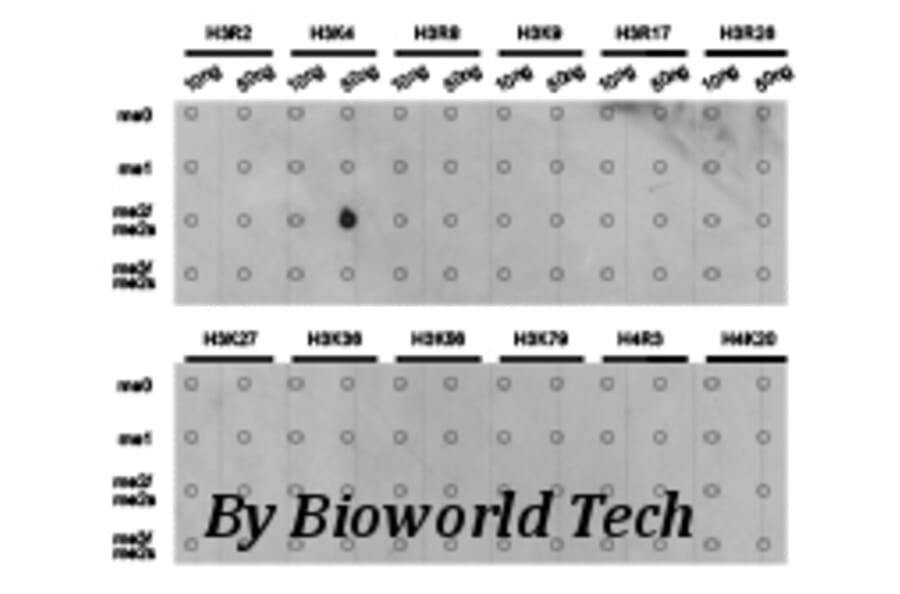 Anti-Histone H3 (Di-Methyl K4) Antibody from Bioworld Technology (BS7231) - Antibodies.com