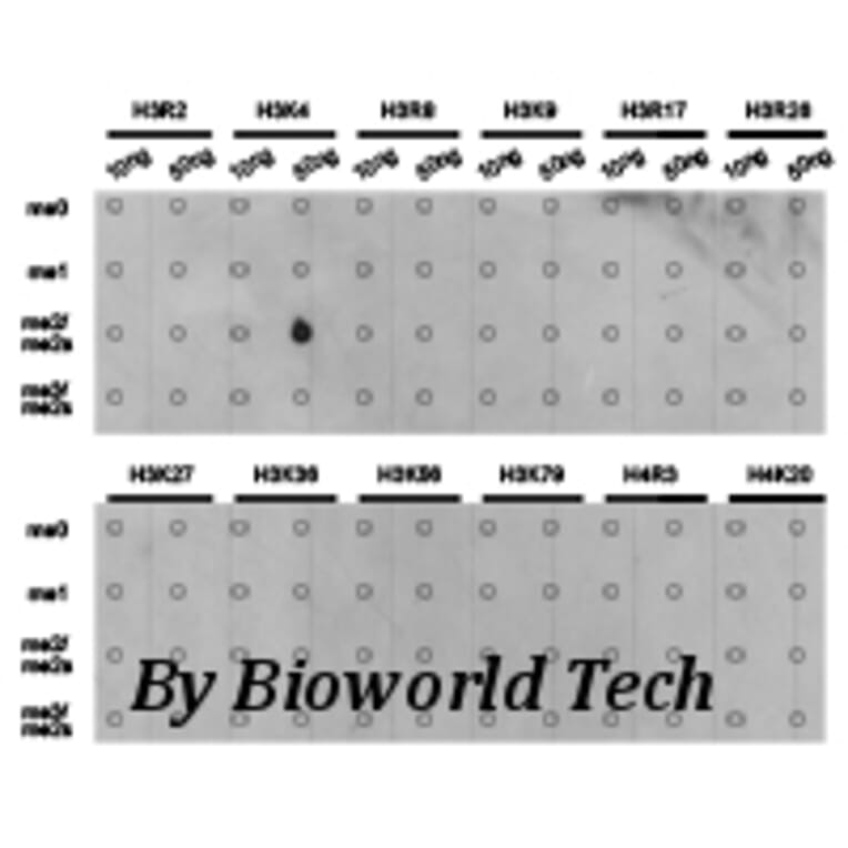 Anti-Histone H3 (Di-Methyl K4) Antibody from Bioworld Technology (BS7231) - Antibodies.com