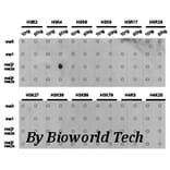 Anti-Histone H3 (Di-Methyl K4) Antibody from Bioworld Technology (BS7231) - Antibodies.com