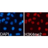 Anti-Histone H3 (Di-Methyl K4) Antibody from Bioworld Technology (BS7231) - Antibodies.com