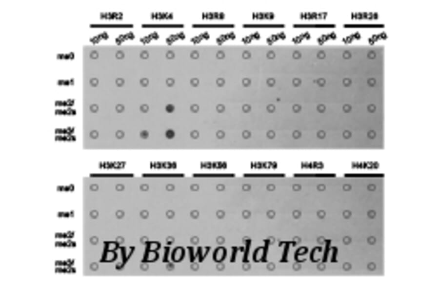 Anti-Histone H3 (Tri-Methyl K4) Antibody from Bioworld Technology (BS7232) - Antibodies.com