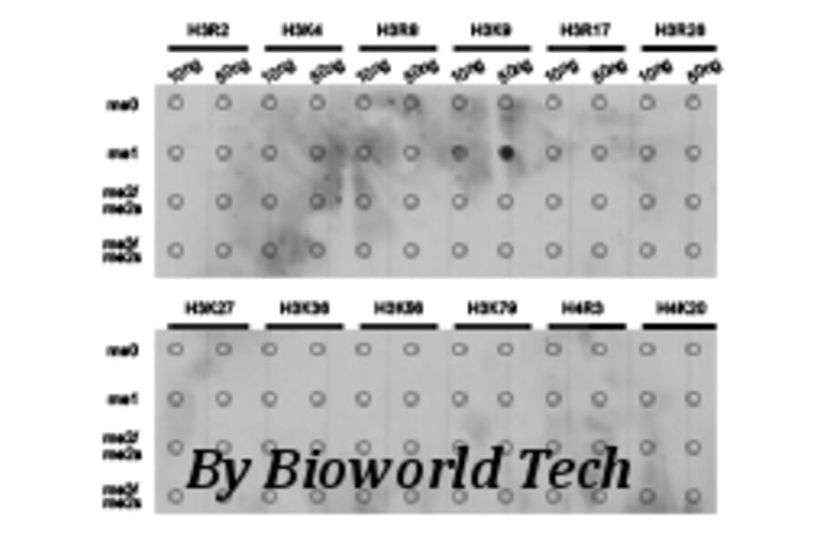Anti-Histone H3 (Mono-Methyl K9) Antibody from Bioworld Technology (BS7233) - Antibodies.com