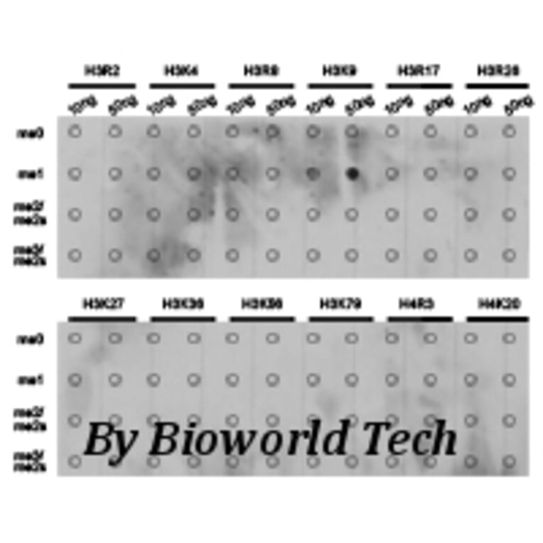 Anti-Histone H3 (Mono-Methyl K9) Antibody from Bioworld Technology (BS7233) - Antibodies.com