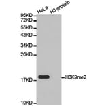 Anti-Histone H3 (Di-Methyl K9) Antibody from Bioworld Technology (BS7234) - Antibodies.com