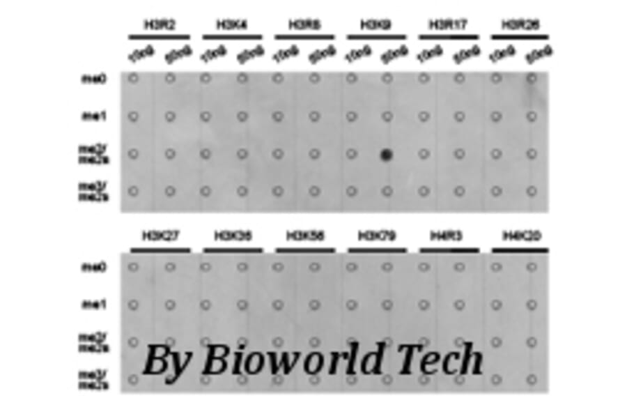 Anti-Histone H3 (Di-Methyl K9) Antibody from Bioworld Technology (BS7234) - Antibodies.com