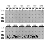 Anti-Histone H3 (Di-Methyl K9) Antibody from Bioworld Technology (BS7234) - Antibodies.com