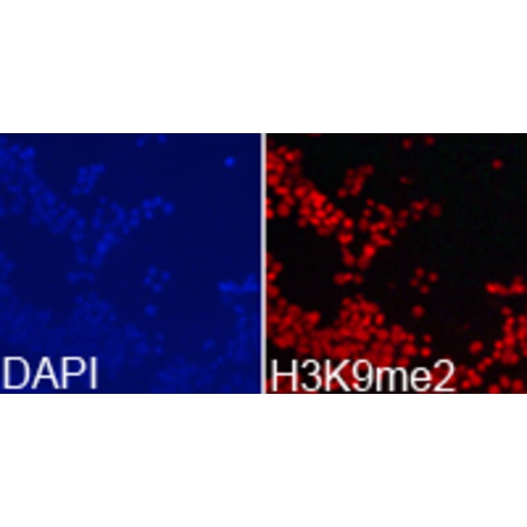 Anti-Histone H3 (Di-Methyl K9) Antibody from Bioworld Technology (BS7234) - Antibodies.com