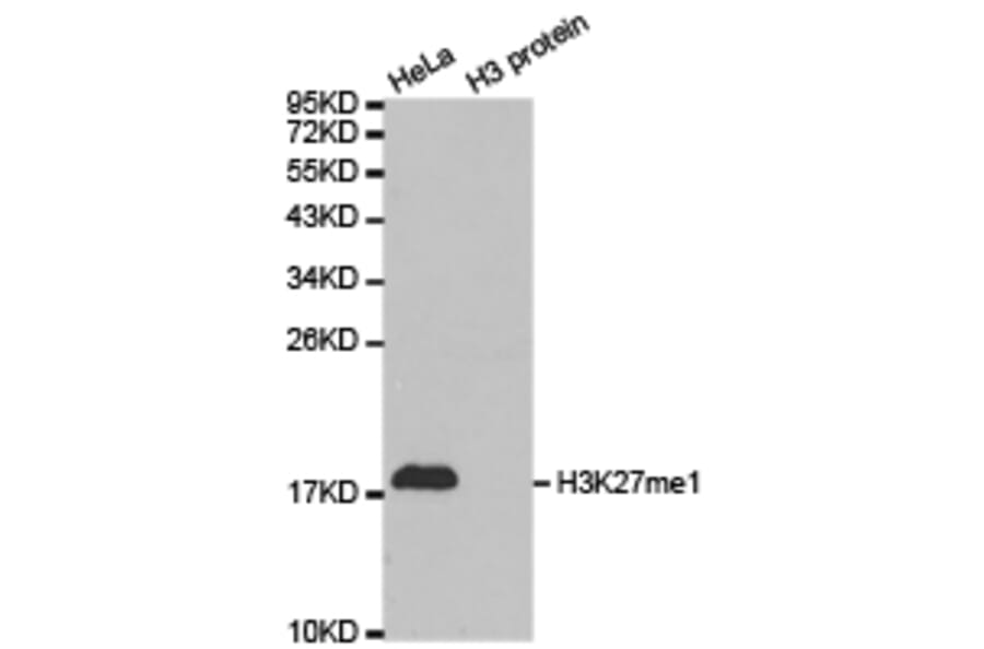 Anti-Histone H3 (Mono-Methyl K27) Antibody from Bioworld Technology (BS7235) - Antibodies.com