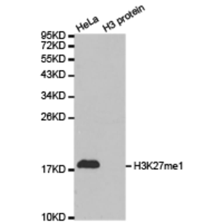 Anti-Histone H3 (Mono-Methyl K27) Antibody from Bioworld Technology (BS7235) - Antibodies.com