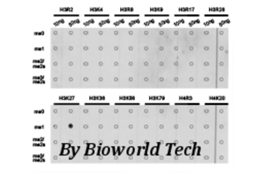 Anti-Histone H3 (Mono-Methyl K27) Antibody from Bioworld Technology (BS7235) - Antibodies.com