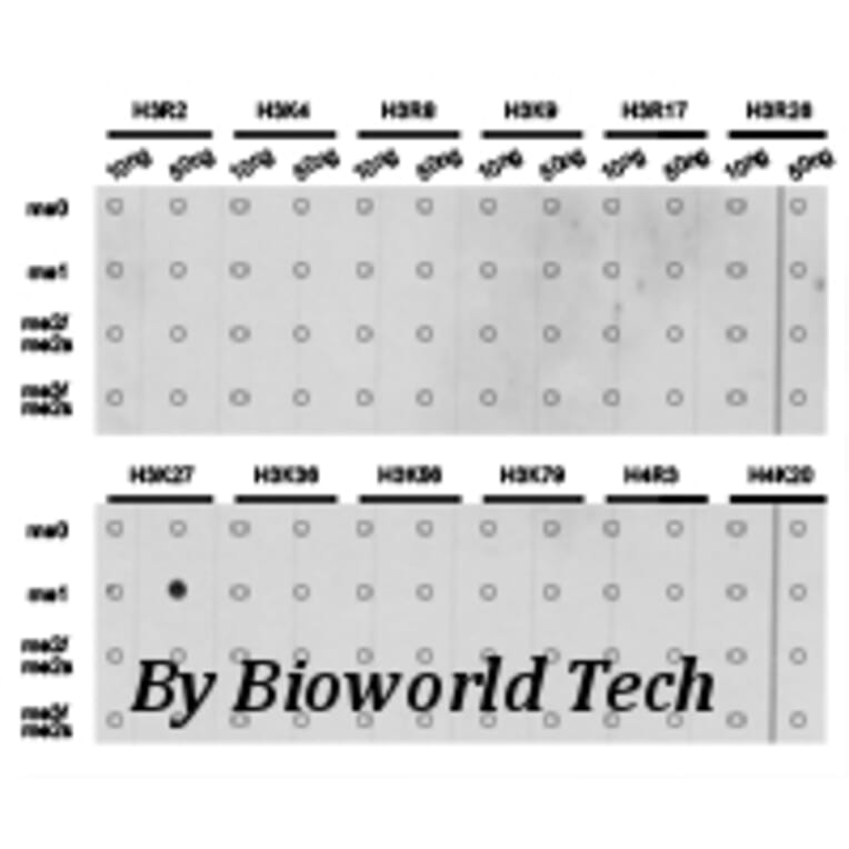 Anti-Histone H3 (Mono-Methyl K27) Antibody from Bioworld Technology (BS7235) - Antibodies.com