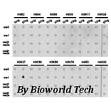 Anti-Histone H3 (Mono-Methyl K27) Antibody from Bioworld Technology (BS7235) - Antibodies.com