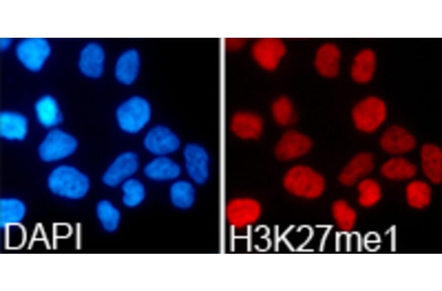 Anti-Histone H3 (Mono-Methyl K27) Antibody from Bioworld Technology (BS7235) - Antibodies.com