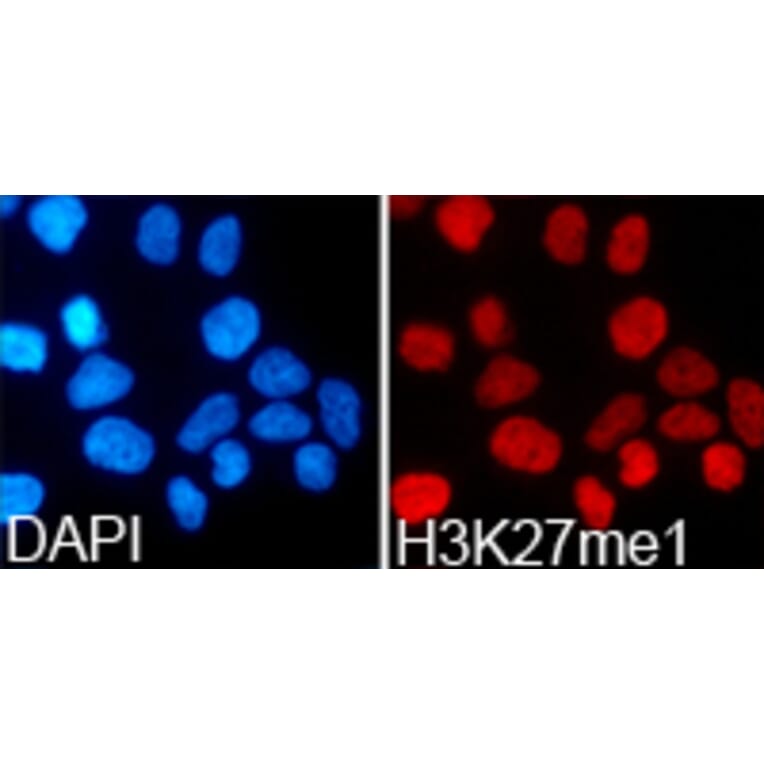 Anti-Histone H3 (Mono-Methyl K27) Antibody from Bioworld Technology (BS7235) - Antibodies.com