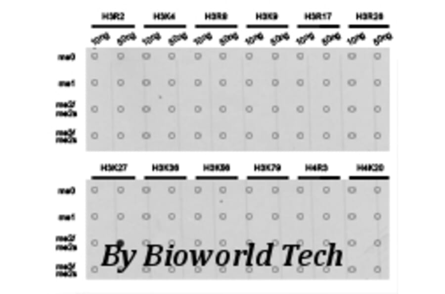 Anti-Histone H3 (Di-Methyl K27) Antibody from Bioworld Technology (BS7236) - Antibodies.com