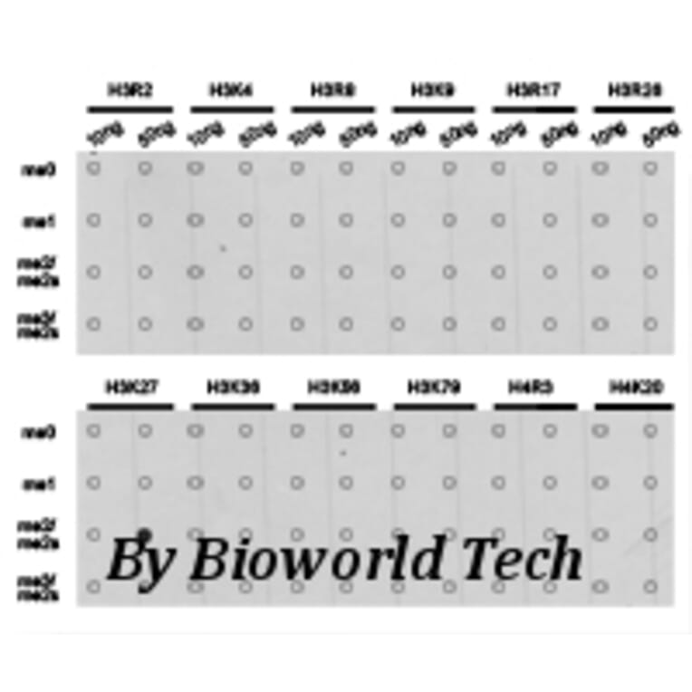 Anti-Histone H3 (Di-Methyl K27) Antibody from Bioworld Technology (BS7236) - Antibodies.com
