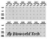 Anti-Histone H3 (Di-Methyl K27) Antibody from Bioworld Technology (BS7236) - Antibodies.com