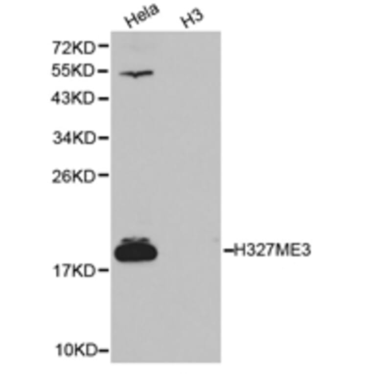 Anti-Histone H3 (Tri-Methyl K27) Antibody from Bioworld Technology (BS7237) - Antibodies.com