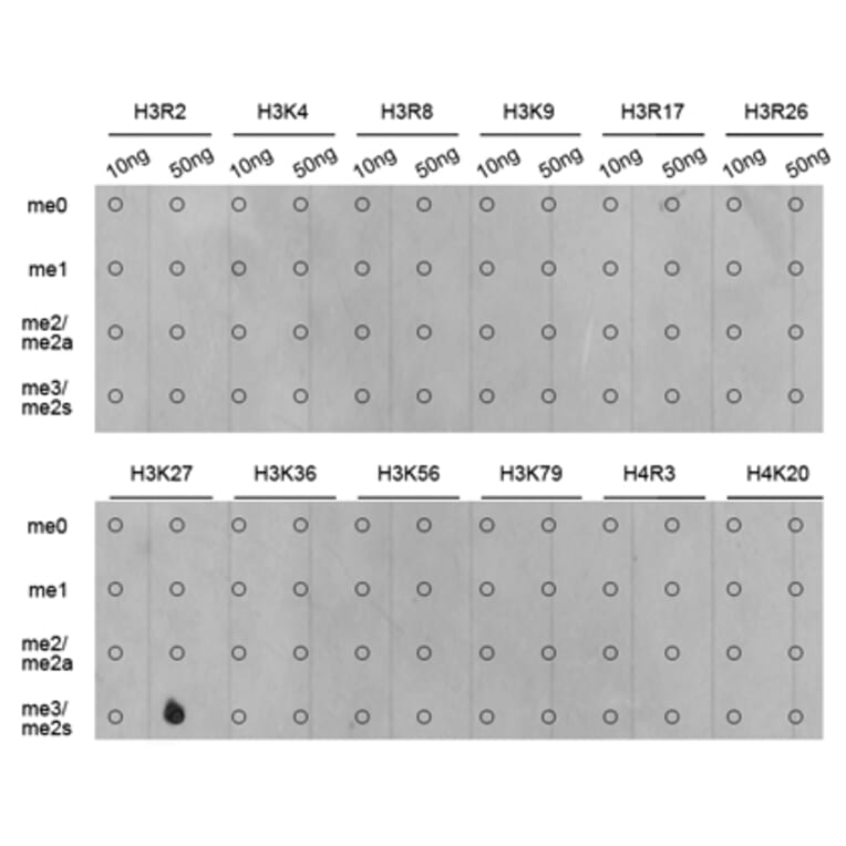 Anti-Histone H3 (Tri-Methyl K27) Antibody from Bioworld Technology (BS7237) - Antibodies.com