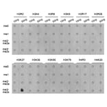 Anti-Histone H3 (Tri-Methyl K27) Antibody from Bioworld Technology (BS7237) - Antibodies.com