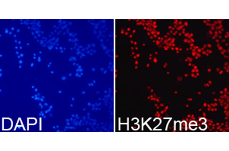 Anti-Histone H3 (Tri-Methyl K27) Antibody from Bioworld Technology (BS7237) - Antibodies.com