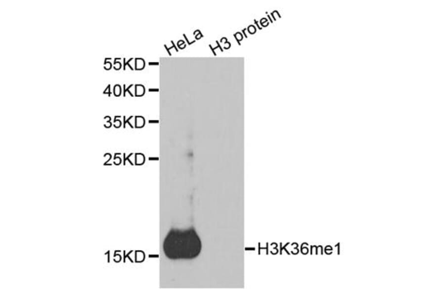 Anti-Histone H3 (Mono-Methyl K36) Antibody from Bioworld Technology (BS7238) - Antibodies.com