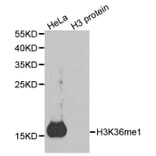 Anti-Histone H3 (Mono-Methyl K36) Antibody from Bioworld Technology (BS7238) - Antibodies.com