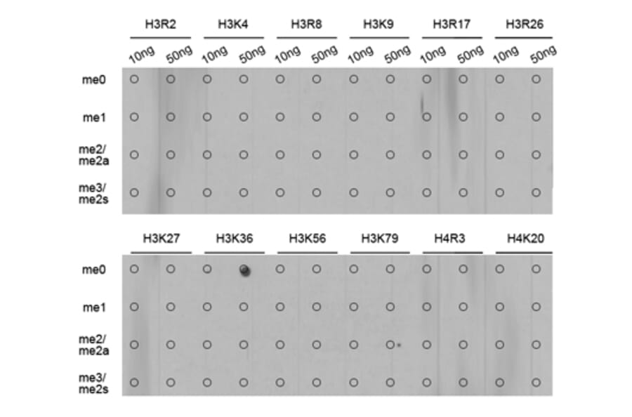 Anti-Histone H3 (Mono-Methyl K36) Antibody from Bioworld Technology (BS7238) - Antibodies.com