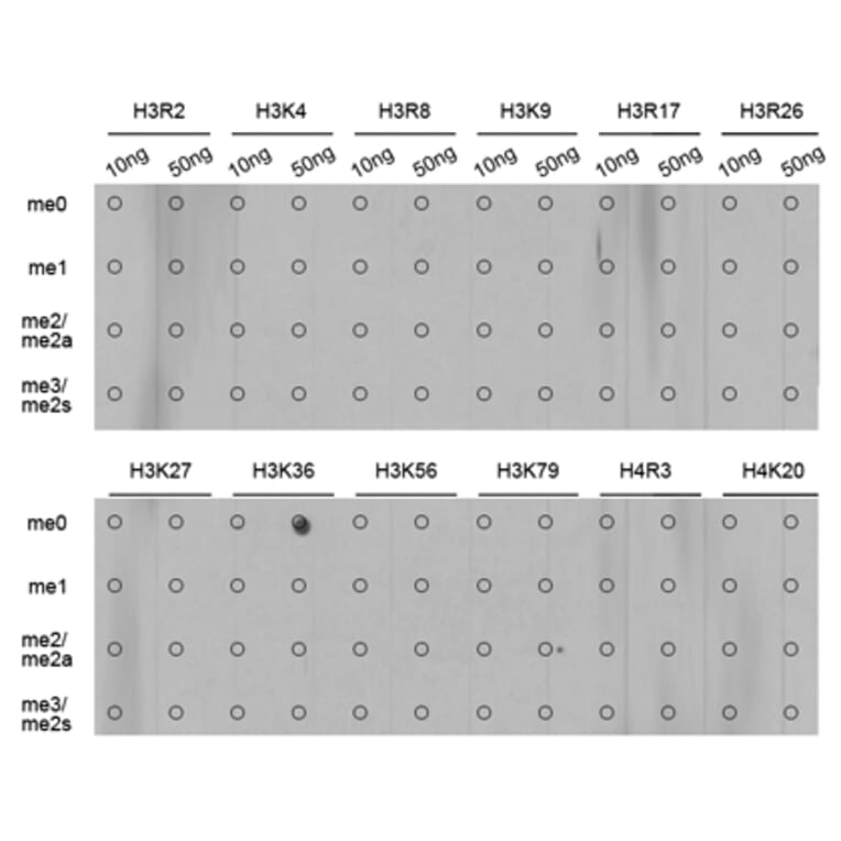 Anti-Histone H3 (Mono-Methyl K36) Antibody from Bioworld Technology (BS7238) - Antibodies.com