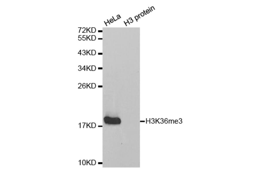 Anti-Histone H3 (Tri-Methyl K36) Antibody from Bioworld Technology (BS7239) - Antibodies.com