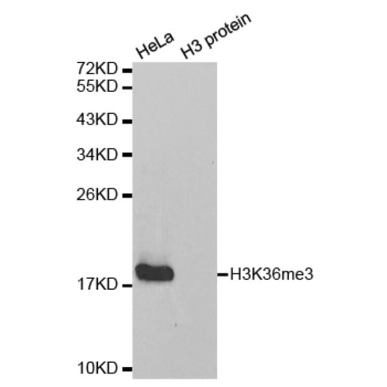 Anti-Histone H3 (Tri-Methyl K36) Antibody from Bioworld Technology (BS7239) - Antibodies.com