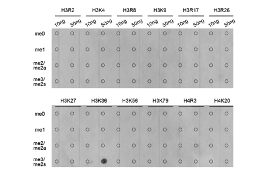 Anti-Histone H3 (Tri-Methyl K36) Antibody from Bioworld Technology (BS7239) - Antibodies.com