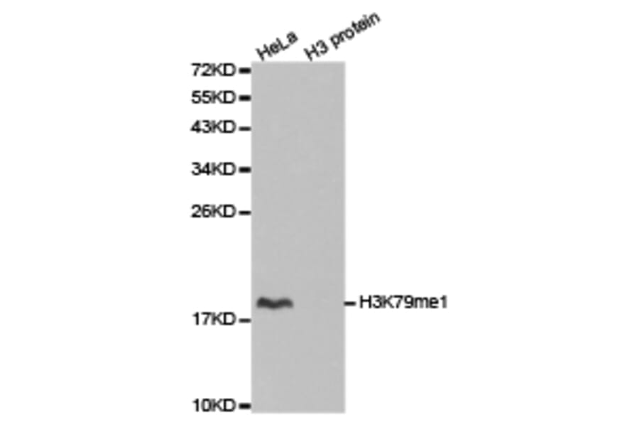 Anti-Histone H3 (Mono-Methyl K79) Antibody from Bioworld Technology (BS7240) - Antibodies.com