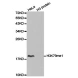 Anti-Histone H3 (Mono-Methyl K79) Antibody from Bioworld Technology (BS7240) - Antibodies.com