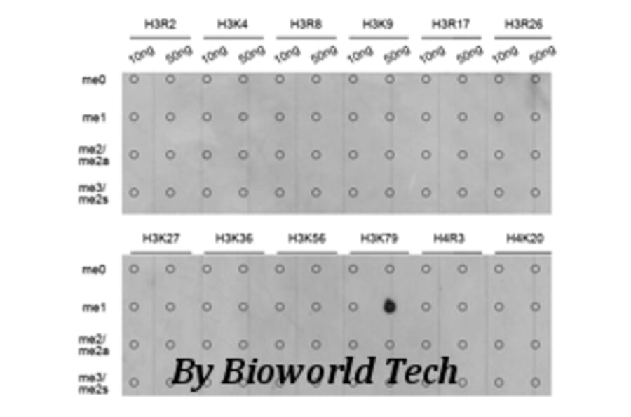 Anti-Histone H3 (Mono-Methyl K79) Antibody from Bioworld Technology (BS7240) - Antibodies.com